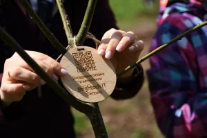 planting trees